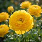 Ranunkel 'Ranunculus Yellow Tomer For Pot' - 50 Stück - LumiBlumi