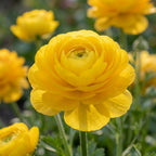 Ranunkel 'Ranunculus Gelb' - 10 Stück - LumiBlumi