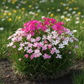 Rhodohypoxis 'Mixed' - 5 Stück - LumiBlumi