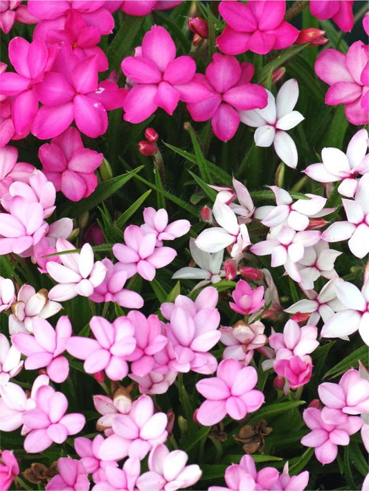 Stauden Rhodohypoxis mixed