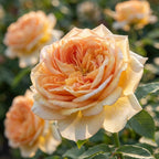 Rose 'Alchymist' - 1 Stück - LumiBlumi