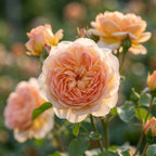 Rose 'Alchymist' - 1 Stück - LumiBlumi
