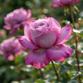 Rose 'Blue River' - 1 Stück - LumiBlumi