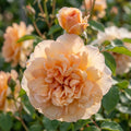 Rose 'Buff Beauty' - 1 Stück - LumiBlumi