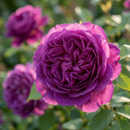 Rosa 'Cardinal De Richelieu' - Wurzelnackt - LumiBlumi