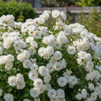 Rosa 'Climbing Iceberg (Schneewittchen)' - Wurzelnackt - LumiBlumi