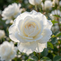 Rose 'Climbing Iceberg (Schneewittchen)' - 1 Stück - LumiBlumi