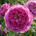 Rose 'Louise Odier' - 1 Stück - LumiBlumi