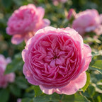 Rosa 'Louise Odier' - Wurzelnackt - LumiBlumi