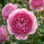 Rose 'Louise Odier' - 1 Stück - LumiBlumi