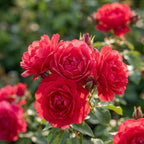 Rosa 'Paul's Scarlet Climber' - Wurzelnackt - LumiBlumi