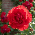 Rose 'Paul's Scarlet Climber' - 1 Stück - LumiBlumi