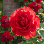 Rose 'Paul's Scarlet Climber' - 1 Stück - LumiBlumi