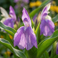Roscoea 'Purpurea' - 4 Stück