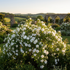 Rosa 'Blanc Double De Coubert' - Wurzelnackt - LumiBlumi