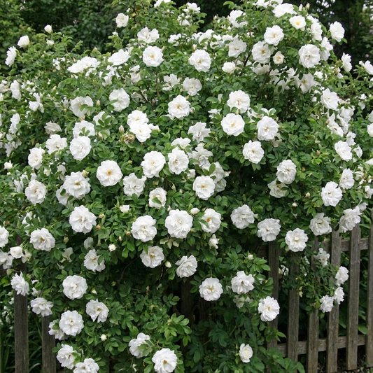 Rosa 'Blanc Double De Coubert' - Wurzelnackt