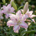 Lilie 'Roselily Anouska' - 5 Stück - LumiBlumi