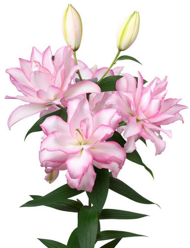 Lilium 'Roselily Anouska' - Lilie - LumiBlumi