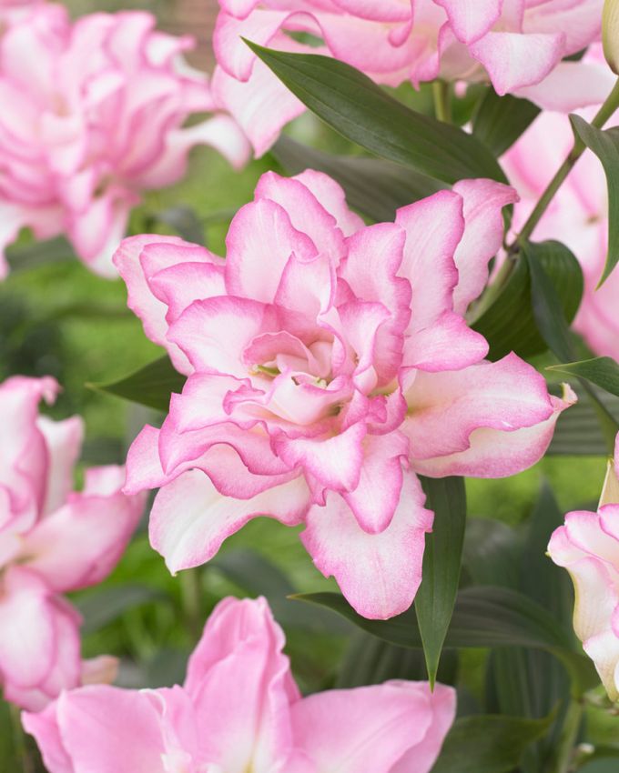 Lilien Roselily anouska