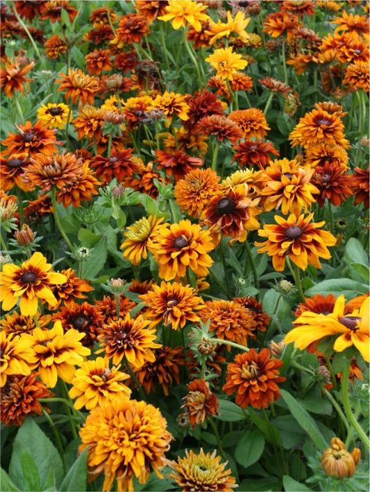 Sonnenhut Rudbeckia cherokee sunset hirta