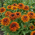 Sonnenhut 'Cherokee Sunset Hirta' - 4 Stück - LumiBlumi