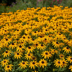 Sonnenhut Rudbeckia fulgida 'Goldsturm' - 5 Stück - LumiBlumi