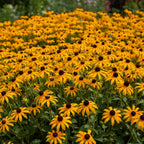 Sonnenhut Rudbeckia fulgida 'Goldsturm' - 5 Stück - LumiBlumi