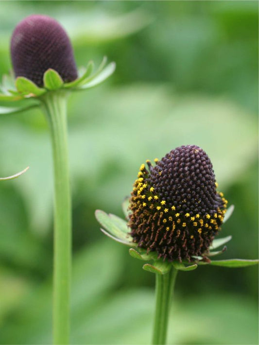 Sonnenhut Rudbeckia green wizard occidentalis