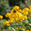 Sonnenhut 'Herbstsonne Nitida' - 10 Stück - LumiBlumi