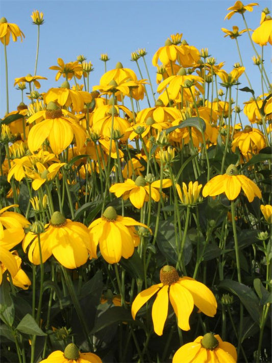Sonnenhut Rudbeckia herbstsonne  nitida