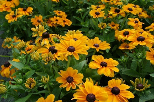 Sonnenhut Rudbeckia toto gold hirta