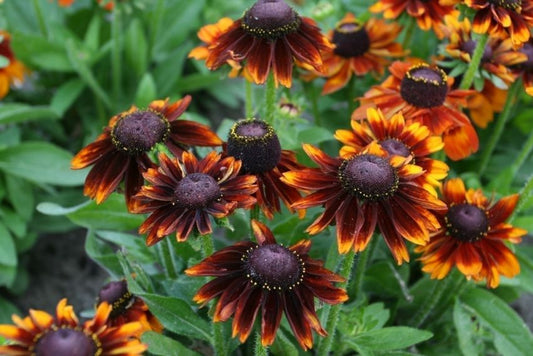 Sonnenhut Rudbeckia toto rustic hirta