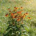Sonnenhut 'Prairie Glow Hirta' - 10 Stück - LumiBlumi