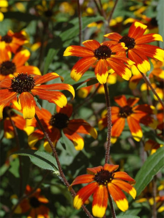 Sonnenhut Rudbeckia prairie glow hirta