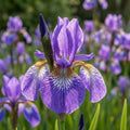 Schwertlilie 'Blue King Sibirica' - 10 Stück - LumiBlumi