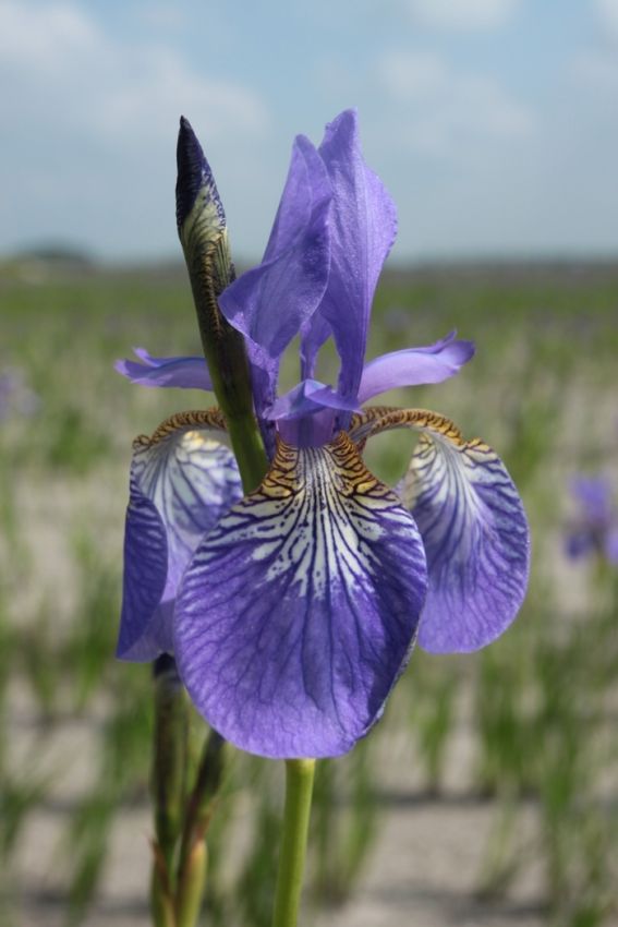 Iris Iris blue king sibirica