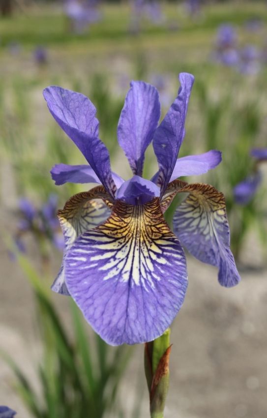 Iris Iris persimmon sibirica