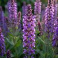 Salbei 'Nemorosa Amethyst' - 5 Stück - LumiBlumi