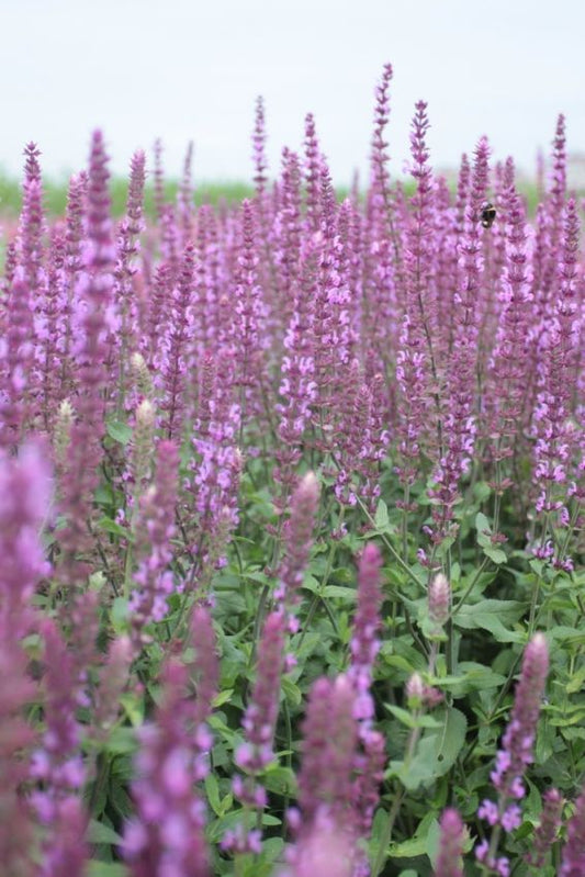 Salbei Salvia nemorosa amethyst
