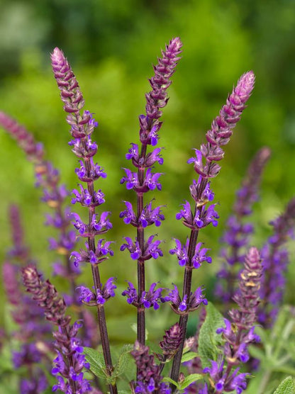 Salbei Salvia nemorosa caradonna