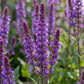 Salvia 'Nemorosa Caradonna' - 3 Stück - LumiBlumi