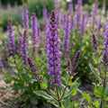 Salbei 'Nemorosa Mainacht' - 10 Stück - LumiBlumi