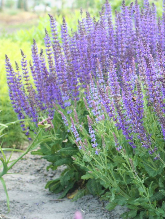 Salbei Salvia nemorosa mainacht