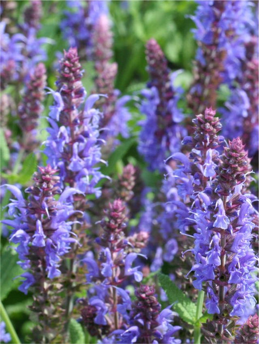 Salbei Salvia merleau blue nemorosa