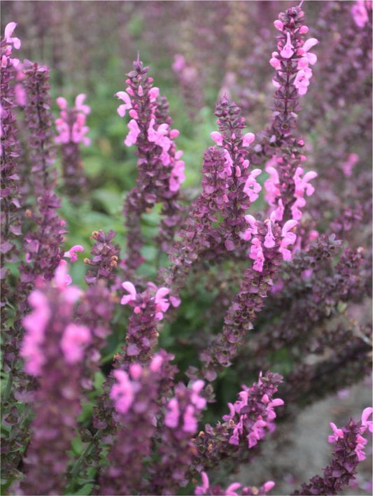 Salbei Salvia merleau rose nemerosa
