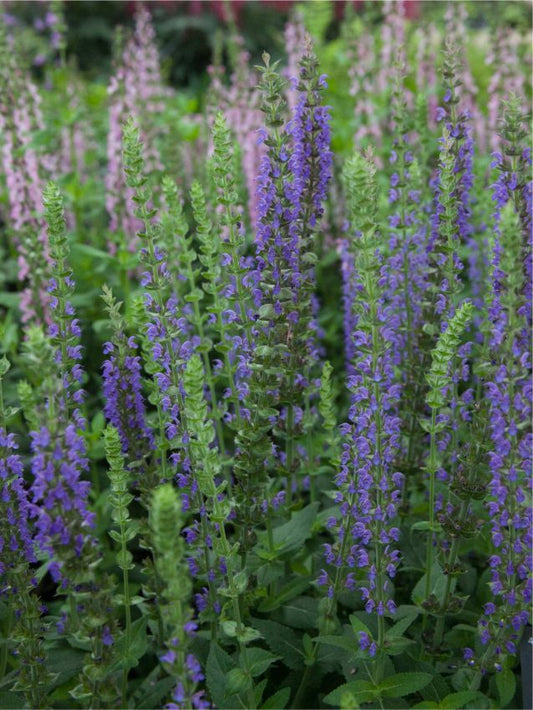Salbei Salvia nemorosa ostfriesland