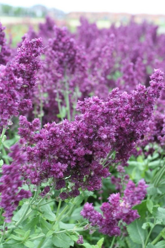 Salbei Salvia nemorosa plumosa
