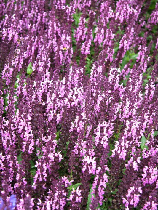 Salbei Salvia nemorosa rose queen