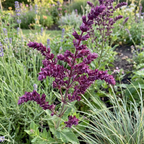Salvia 'Nemorosa Schwellenburg' - 5 Stück - LumiBlumi