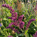 Salvia 'Nemorosa Schwellenburg' - 5 Stück - LumiBlumi